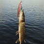 Pointer 128SP & pike