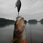 LC 1,5DRS � ���������� ��������� � ����� MS American Shad