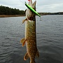 Slender Pointer 127 & pike