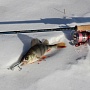 Minnow Pointer SP -  .