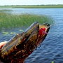 Flash MInnow 110 � ����� ����