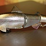 Lucky Craft Real Bait Premium Amago 130F May Salmon