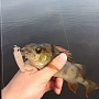 ������� � ��������