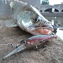 �������� ����� ������������ � Bevy Shad 60DD