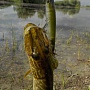 ������� �� Gunfish 75