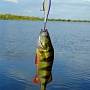 Pointer 100 SP & perch