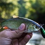 Shallow Cra-Pea