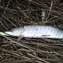Pointer 65