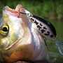 Lucky Craft Clutch DR White Bass