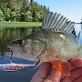 ���������.