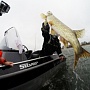 На самом деле в пасти щуки все тот же Flash Minnow