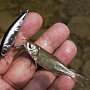 Bevy Minnow. ��� ����� ������ ���...