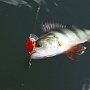 ����������� ��������