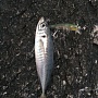 flash minnow 110 �� ���������